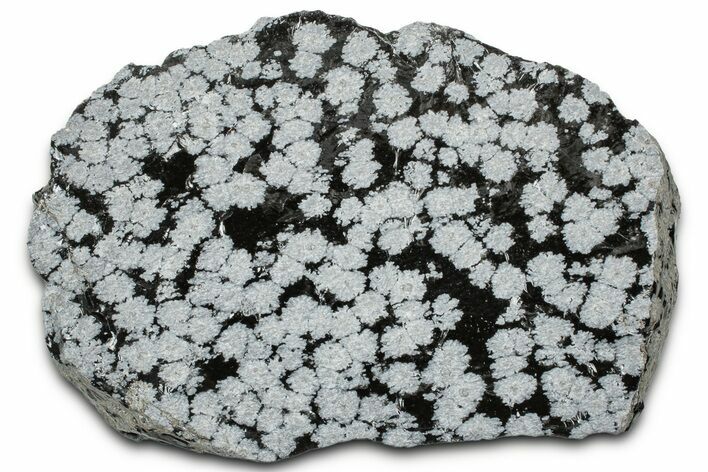 Snowflake Obsidian Section - Utah #327119